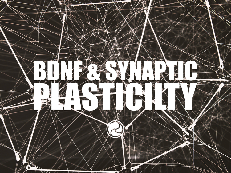 BDNF and Synaptic Plasticity